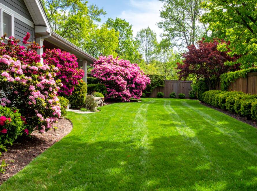 Professional lawn care services transforming a yard in Greenville, SC, into a lush green space.