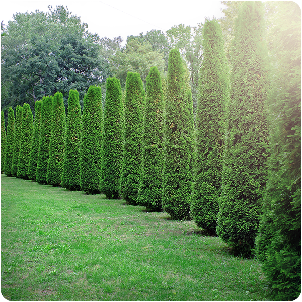 Tree and shrub installation for landscaping in Greenville, SC