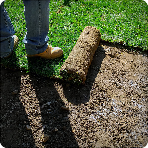 Turf establishment and overseeding for landscaping in Greenville, SC
